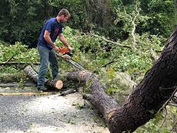 Trusted Colbert, OK Tree Care Experts