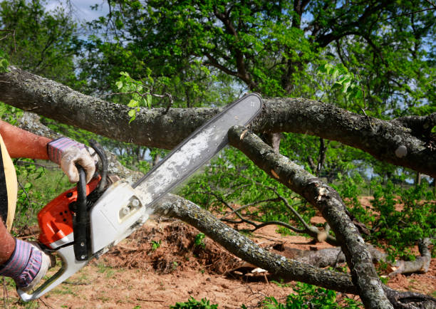  Colbert, OK Tree Care Pros